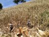 Kawal Panen Raya Jagung, Polsek Sekotong Borong Semangat Petani Buwun Mas demi Ketahanan Pangan