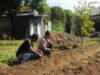Sentuhan Bhabinkamtibmas di Dusun Senteluk Daye: Sulap Pekarangan Jadi Lahan Hortikultura Produktif