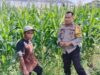Transformasi Bhabinkamtibmas: Tak Hanya Jaga Keamanan, Kini Kawal Langsung Petani Jagung di Bagik Polak Barat