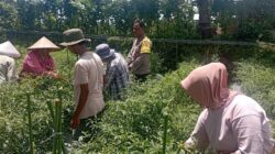Bhabinkamtibmas Desa Kesik Polsek Masbagik Cek Lahan Ketahanan Pangan Bergizi Tanaman Cabai