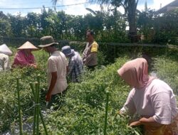 Bhabinkamtibmas Desa Kesik Polsek Masbagik Cek Lahan Ketahanan Pangan Bergizi Tanaman Cabai