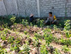 Bhabinkamtibmas Desa Sakra Selatan Monitor Program Ketahanan Pangan dan Ajak Warga Dukung Program Pemerintah lainnya