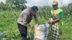 Cara Polsek Labuapi Perkuat Ketahanan Pangan dari Tingkat Desa