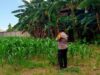 Polsek Labuapi Fasilitasi Hasil Panen Jagung Petani ke Bulog