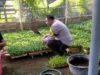 Bhabinkamtibmas Desa Tanak Gadang Monitoring Pembibitan Cabai dan Potchai untuk Dukung Program Ketahanan Pangan