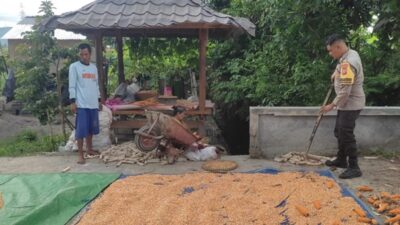 Bhabinkamtibmas Kuranji Dalang Turun Tangan Bantu Panen Padi