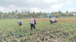 Bhabinkamtibmas Gerung Dorong Produktivitas Petani Jagung