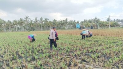 Bhabinkamtibmas Gerung Dorong Produktivitas Petani Jagung