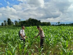 Polres Loteng Cek Pertumbuhan Jagung Warga, Dukung Program Ketahanan Pangan