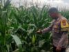 Bhabinkamtibmas Lombok Barat Dorong Warga Tanam Jagung