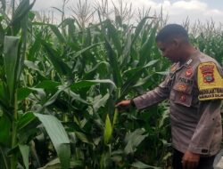 Bhabinkamtibmas Lombok Barat Dorong Warga Tanam Jagung