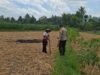 Bhabinkamtibmas Desa Sukadana Monitoring Tanaman Jagung Milik Kelompok Tani Dile Semprong I