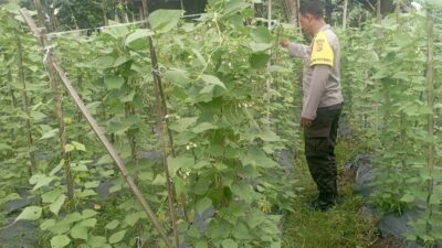 Bhabinkamtibmas Desa Kesik Cek Lahan Ketahanan Pangan Bergizi, Dukung Budidaya Kacang Panjang di Dusun Munsok