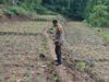 Bhabinkamtibmas Desa Sukadana Polsek Terara Aipda LL. Dony Safta Atmaja Monitoring Pertumbuhan Tanaman Jagung Milik Kelompok Tani