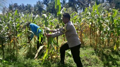 Bhabinkamtibmas Desa Mekar Damai Tinjau Lahan Petani Jagung Jelang Panen