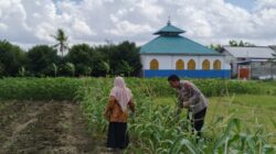 Bhabinkamtibmas Labuapi Dorong Warga Tanam Cabai di Pekarangan