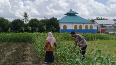 Bhabinkamtibmas Labuapi Dorong Warga Tanam Cabai di Pekarangan