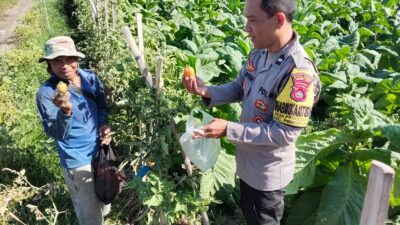 Bhabinkamtibmas Desa Pringgabaya Silaturahmi dengan Petani dan Cek Tanaman Tomat, Dukung Program Ketahanan Pangan