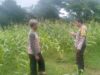 Bhabinkamtibmas Desa Sandik Kawal Ketahanan Pangan Petani Jagung