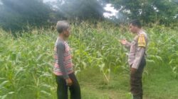 Bhabinkamtibmas Desa Sandik Kawal Ketahanan Pangan Petani Jagung