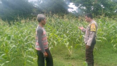 Bhabinkamtibmas Desa Sandik Kawal Ketahanan Pangan Petani Jagung