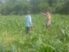 Bhabinkamtibmas Desa Rhee Dampingi Warga Pantau Pertumbuhan Jagung Hibrida