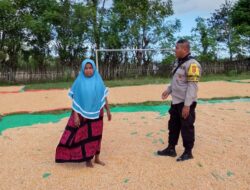BHABINKAMTIBMAS DESA SAWE PANTAU HASIL PANEN JAGUNG WARGA, DUKUNG PROGRAM KETAHANAN PANGAN NASIONAL