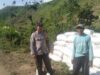 BHABINKAMTIBMAS POLSEK WOJA PANTAU PANEN JAGUNG WARGA, DUKUNG KETAHANAN PANGAN NASIONAL