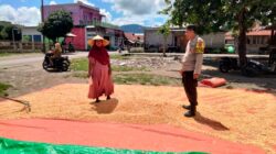 Polres Dompu Terus Dampingi Petani, Bhabinkamtibmas Awasi Proses Pascapanen Jagung