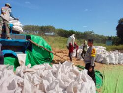 BHABINKAMTIBMAS DESA DOROPETI LAKUKAN PEMANTAUAN HASIL PANEN JAGUNG WARGA