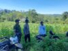 BHABINKAMTIBMAS DAN BABINSA DESA KADINDI PANTAU PERTUMBUHAN JAGUNG WARGA