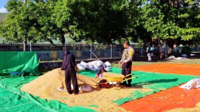 PANTAU PENJEMURAN JAGUNG WARGA, BHABINKAMTIBMAS DESA SAWE DUKUNG KETAHANAN PANGAN NASIONAL