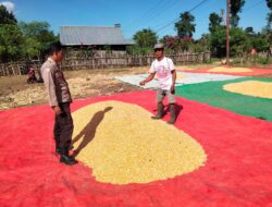 POLRI HADIR DI TENGAH PETANI, BHABINKAMTIBMAS DESA CEMPI JAYA MONITORING HASIL PANEN JAGUNG WARGA
