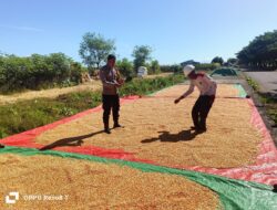 BHABINKAMTIBMAS DESA HU’U PANTAU HASIL PANEN JAGUNG WARGA, DORONG PEMANFAATAN LAHAN PEKARANGAN UNTUK PENINGKATAN EKONOMI