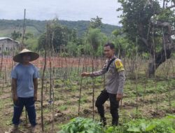 BHABINKAMTIBMAS DESA SONGGAJAH DORONG PEMANFAATAN PEKARANGAN RUMAH UNTUK DUKUNG KETAHANAN PANGAN NASIONAL