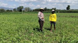 Ketahanan Pangan Nasional, Bhabinkamtibmas Polsek Bolo Intensifikan Pemantauan Pertumbuhan Jagung Warga Binaan