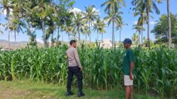 BHABINKAMTIBMAS DESA DOROKOBO MONITORING LAHAN JAGUNG WARGA, DORONG PENINGKATAN PRODUKSI PERTANIAN