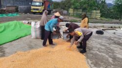 Dari Tanam hingga Panen, Bhabinkamtibmas Desa O’o Polsek Dompu Konsisten Dampingi Petani Jagung