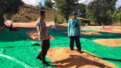 Komitmen Polri dalam mendukung program ketahanan pangan nasional terus diwujudkan melalui peran aktif Bhabinkamtibmas di wilayah binaan. Seperti yang dilakukan Bhabinkamtibmas Desa Cempi Jaya Polsek Hu’u, BRIPKA Ismail, yang melaksanakan pemantauan hasil panen jagung milik warga binaannya di Soo Mada Rangga, Desa Cempi Jaya, Kecamatan Hu’u, Kabupaten Dompu, Rabu (10/6/2026).  Kegiatan yang berlangsung mulai pukul 09.10 WITA tersebut menyasar hasil panen jagung milik Imran yang sedang dijemur guna mencapai kadar air sesuai standar yang ditetapkan oleh gudang penyaluran jagung. Proses penjemuran dilakukan untuk menjaga kualitas hasil panen sekaligus mencegah timbulnya jamur akibat pengaruh suhu dan kondisi cuaca yang dapat menurunkan mutu jagung.  Dalam kegiatan tersebut, BRIPKA Ismail memberikan pendampingan dan motivasi kepada petani agar terus memperhatikan kualitas hasil panen sebelum dipasarkan. Ia juga mengimbau warga binaannya untuk selalu berkoordinasi dengan Bhabinkamtibmas apabila menghadapi kendala dalam sektor pertanian sehingga dapat diteruskan kepada instansi terkait guna mendapatkan solusi yang tepat.  “Kami berharap para petani tidak ragu untuk menyampaikan berbagai kendala yang dihadapi di lapangan. Kehadiran Bhabinkamtibmas merupakan bagian dari upaya Polri untuk membantu masyarakat, termasuk dalam mendukung keberhasilan sektor pertanian,” ujar BRIPKA Ismail.  Kapolsek Hu’u, IPTU Ade Helmi, S.H., menyampaikan bahwa Bhabinkamtibmas memiliki peran strategis sebagai penghubung antara masyarakat dengan pemerintah maupun instansi terkait, termasuk dalam mendukung program ketahanan pangan.  “Bhabinkamtibmas diharapkan terus aktif mendampingi masyarakat, khususnya para petani, mulai dari proses tanam, perawatan hingga pascapanen. Kami juga mengimbau agar hasil pertanian yang telah memenuhi standar kualitas dapat disalurkan ke gudang Bulog guna mendukung ketersediaan cadangan pangan nasional,” ungkap IPTU Ade Helmi.  Sementara itu, Kapolres Dompu AKBP Sodikin Fahrojin Nur, S.I.K., melalui Kasi Humas Polres Dompu IPTU I Nyoman Suardika mengapresiasi langkah personel Bhabinkamtibmas yang terus hadir memberikan pendampingan kepada masyarakat.  “Kegiatan pemantauan dan pendampingan yang dilakukan Bhabinkamtibmas merupakan bentuk nyata dukungan Polri terhadap program ketahanan pangan nasional. Kehadiran anggota di tengah masyarakat tidak hanya menjaga keamanan dan ketertiban, tetapi juga membantu memastikan hasil pertanian masyarakat memiliki kualitas yang baik serta bernilai ekonomi tinggi. Kami berharap sinergi ini dapat terus memperkuat kesejahteraan petani dan mendukung ketahanan pangan daerah maupun nasional,” ujar IPTU Nyoman.  Melalui kegiatan tersebut, Polres Dompu terus menunjukkan komitmennya dalam mendukung sektor pertanian sebagai salah satu pilar utama pembangunan daerah dan penguatan ketahanan pangan nasional.