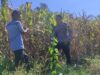 Dukung Ketahanan Pangan, Bhabinkamtibmas Desa Tatebal Dampingi Petani Optimalkan Lahan Produktif