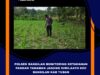 Polri Dukung Astacita, Polsek Bangilan Polres Tuban Turun Cek Tanaman Jagung Warga di Desa Banjarworo
