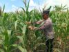 Polisi RW Polsek Kenduruan Polres Tuban Cek Tanaman Jagung di Sidomukti, Dukung Program Ketahanan Pangan Astacita .