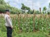 Monitoring Lahan Jagung Warga, Bhabinkamtibmas Polsek Tuban Dukung Swasembada Pangan