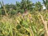 Pastikan Keamanan Dari Aksi Pencurian Jagung, Polsek Widang Patroli Lahan Pertanian