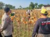 Anggota Polsek Bancar Polres Tuban Melaksanakan Panen Jagung Bersama Warga Desa Ngampelrejo