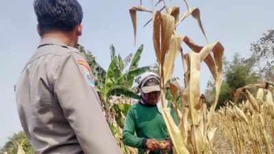 Polri Dukung Program Astacita, Bhabinkamtibmas Desa Ngawun Polsek Parengan Polres Tuban sambang petani jagung di Desa Ngawun Kec. Parengan