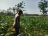 Polsek Singgahan Polres Tuban Turun Cek Tanaman jagung Warga di Desa Saringembat