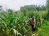 Sambangi Lahan Jagung Warga, Bhabinkamtibmas Desa Kembangbilo Dukung Program Ketahanan Pangan