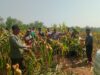 Polsek Senori Polres Tuban Polda Jatim Panen Jagung Bersama Petani Binaan di Desa Medalem
