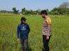 Polri Dukung Astacita, Polsek Parengan Polres Tuban Cek Lokasi Tanaman Padi milik warga di Desa Pacing Kec. Parengan Kab. Tuban.